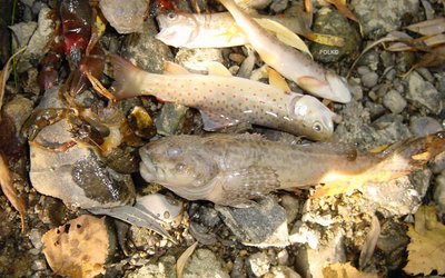 Bild Verendende Bachforellen, Krebse und Koppen aufgrund Trockenfallens einer Fischaufstiegshilfe im Zuge des Vollabstaues einer Kraftwerksanlage